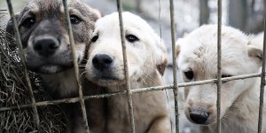 Sahipsiz köpeklerle ilgili "ihbar yağıyor"