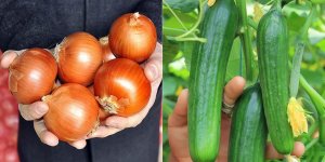 Nisanda fiyatı en fazla artan ürün kuru soğan, en çok düşen salatalık oldu!