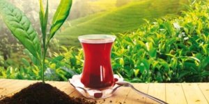 Rize Çay İhracatından 4 ayda 2,8 milyon dolar kazandı