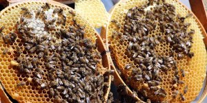 'Arılar Varsa Yarınlar Var' diyerek on binlerce çocuğa arıları anlattılar