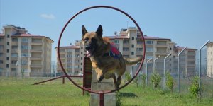 'Dedektör Köpekler' jandarmaya operasyonlarda güç katıyor