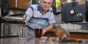 Bitkin halde bulup beslediği sincap çay ocağının "elemanı" oldu