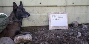 Meksika'nın arama kurtarma köpeği Proteo'ya hüzünlü veda