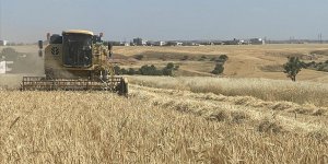 TMO hububat alımını 530 noktadan yapacak!