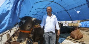Başkentte kurbanlıklar alıcılarını bekliyor