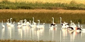 Çorum'da yaklaşık 40 flamingo gözlendi