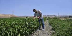 Aşırı sıcaklar tarladaki mesai saatlerini de değiştirdi
