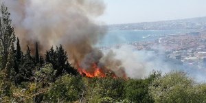 Büyükçekmece'de ormanlık alanda yangın çıktı!