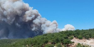 Bolu ve Ankara'da orman yangını