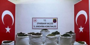 Diyarbakır'da 135 kilo esrar ve 47 bin 800 kök Hint keneviri ele geçirildi