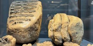 Samsun'da 14 yıl önce tesadüfen bulunan mamut fosilleri sergilenmeye başlandı
