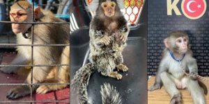 İSTANBUL EMNİYETİ'NDEN 15 ilde egzotik hayvan kaçakçılığı operasyonu
