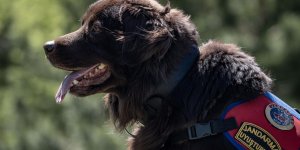Narkotik dedektör köpekleri her an göreve hazır