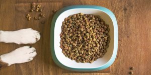 Türkiye'nin kedi ve köpek maması ihracatında artış sürüyor