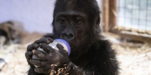 İstanbul Havalimanı'nda yakalanan goril yavrusuna "Zeytin" ismi verildi