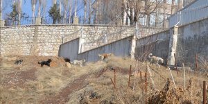 Köpeklerin saldırısında ölen çocuğun komşuları, sokakların güvenli olmasını istiyor