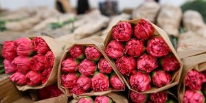 Türkiye'den SEVGİLİLER GÜNÜ için 75 milyon dal çiçek ihracatı