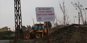 Hatay'da kuş gribi görülen mahalle karantinaya alındı
