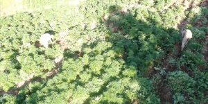 DİYARBAKIR'DA 3 MİLYON 476 BİN KÖK KENEVİR VE SKUNK ELE GEÇİRİLDİ