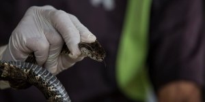 İSTANBUL'DA GÖRÜLEN YILANLAR İÇİN UZMANLARDAN UYARI