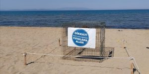 İZMİR'DE 57 CARETTA CARETTA YUMURTASI KORUMA ALTINA ALINDI