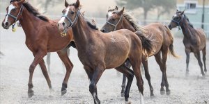 TİGEM 59 SAFKAN ARAP KOŞU TAYI SATACAK