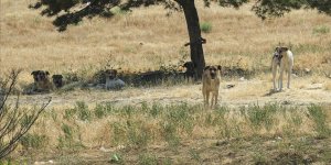 BAŞKENTTE BİR GENÇ SAHİPSİZ KÖPEKLERİN SALDIRISINA UĞRADI