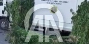 SAMSUN'da 5 bin 230 kök kenevir bitkisi ele geçirildi