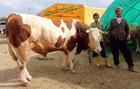 1 ton 206 kiloluk boğa 8 bin 500 liradan satışa sunuldu
