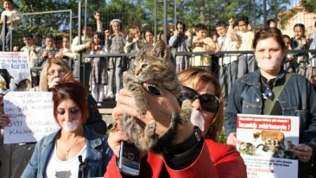 10 Yaşındaki Çocuğun Kediyi Köpeğe Parçalatması Hayvan Severleri Ayağa Kaldırdı