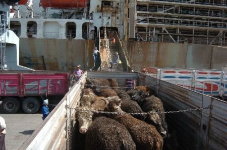 12 Bin 500 Canlı Angus Daha Türkiye'de