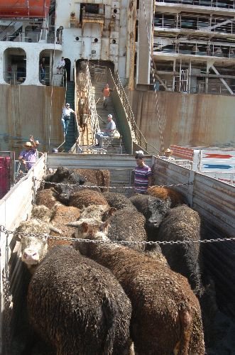 12 Bin 500 Canlı Angus Daha Türkiye'de