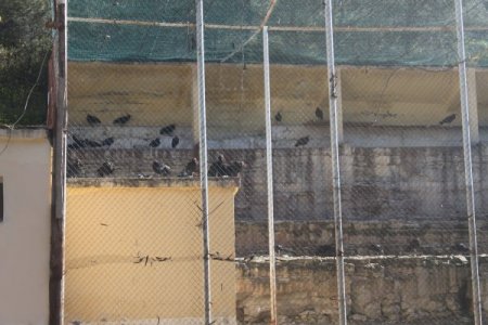 152 kelaynak kuşu doğaya kanat çırptı