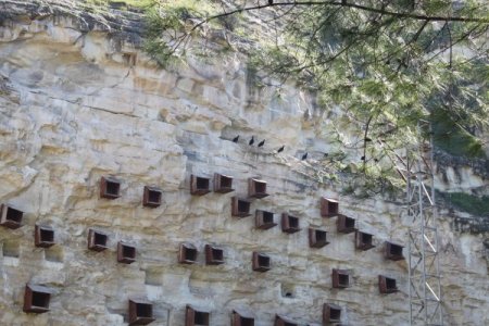 152 kelaynak kuşu doğaya kanat çırptı