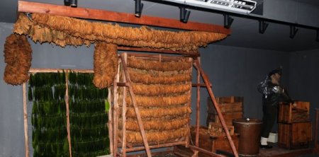 2 asır tütünle anılan Samsun'da, yeni nesil tütün üretimini artık müzede görecek