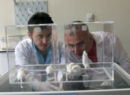 2 Bin 500 Yıllık Deli Balın Sırrı Farelerle Çözülecek
