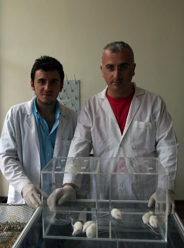 2 Bin 500 Yıllık Deli Balın Sırrı Farelerle Çözülecek