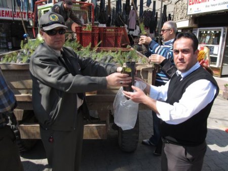 2 Bin Fıstık Çamı Fidanı Yarım Saatte Kapışıldı