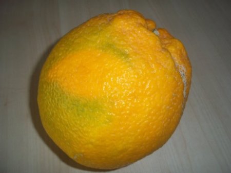 2 kilogramlık dev portakal görenleri hayretler içerisinde bırakıyor