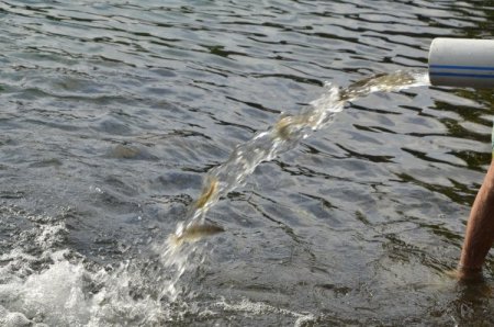 2 milyon yavru alabalık derelere bırakıldı