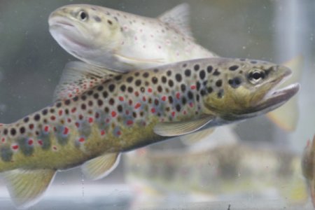 2 milyon yavru alabalık derelere bırakıldı