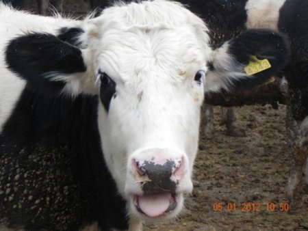 200 Bin Hayali Hayvan Üzerinden 10 Milyon Liralık Vurgun İddiası