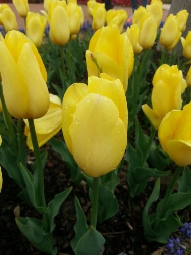 2013 Dünya Botanik Expo'ya 4 milyon ziyaretçi bekleniyor