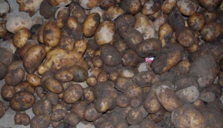 21 Bin 945 Dekar Patates Dondan Etkilendi