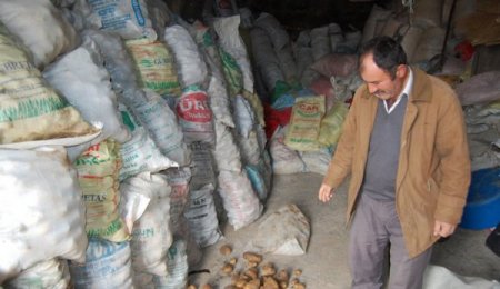 21 Bin 945 Dekar Patates Dondan Etkilendi