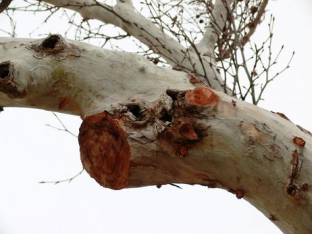 242 Çınar Ağacının Hasta Bedenleri Tedavi Edildi