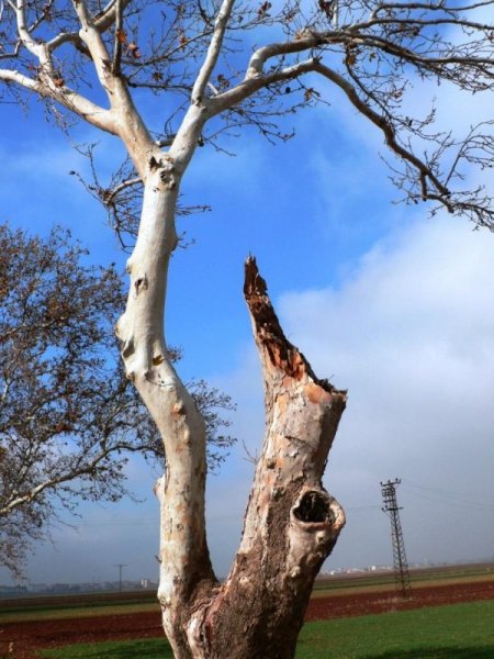 242 Çınar Ağacının Hasta Bedenleri Tedavi Edildi