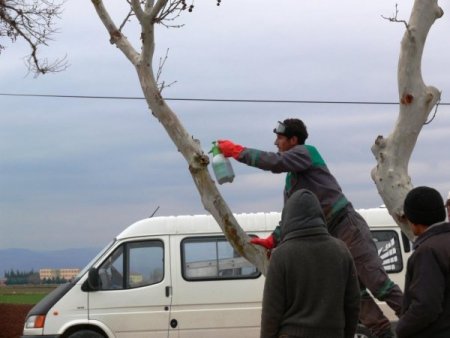 242 Çınar Ağacının Hasta Bedenleri Tedavi Edildi