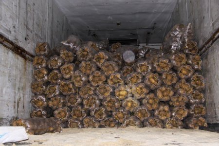 25 bin paket kaçak sigara ele geçirildi