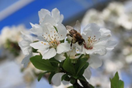 25 gün sonra Silifke can eriği sofralarda